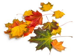 Autumn maple leaves isolated on white background  