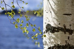Blooming Birch tree in a sunny spring day. Young bright green leaves on birch tree branches close-up. White birch trunk in focus on a blurry blue water background. Spring birch in bright sunlight.