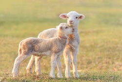 Two little lambs at eco farm, from Tulcea, Romania. 