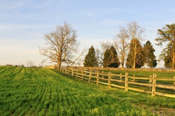Field and Fence in Late Afternoon Sun