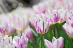 Close up view of tulip in the garden with shallow depth of focus.