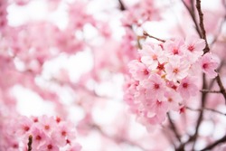 Beautiful pink cherry blossom (Sakura) flower at full bloom in Japan