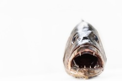 Mangrove gray snapper fish head sharp teeth close up open mouth
