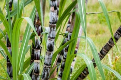 Sugar cane plant closeup tropical climate plantation agricultural crop organic raw growth horizontal