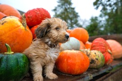 Pumpkin harvest in autumn or fall. Cute, wet puppy is sitting in trailer and guarding pumpkins during rain storm and bad weather. Beautiful, colorful autumn background