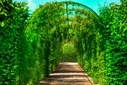 Pathway to gate, bright green bushes in royal castle garden, backyard. Maze, alley, tunnel in fresh spring foliage. Natural, vintage style background on beautiful sunny summer day. Walks through park