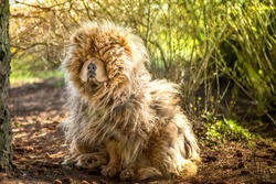 Upset, sad, dirty, old and shaggy chow chow dog sitting on pine cones in shadow under pine tree, hiding from summer sun and heat. Long-haired, fluffy, lovely puppy is friendly. Walking dog in forest. 