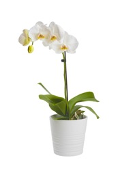 Blooming orchid plant in ceramic flower pot isolated on white background