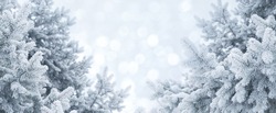 Winter abstract background. Christmas landscape with pine branches in frost