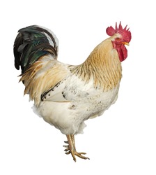 An adult rooster isolated on white background.