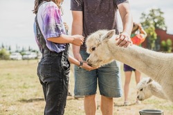child girl feeding an alpaca on natural background, llama on a farm, domesticated wild animal cute and funny with curly hair used for wool. High quality photo