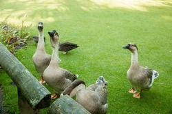 grey geese on green grass in a farmyard or on a lawn, countryside or village environment. High quality photo