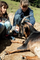 kids feeding a goat on green grass in a farmyard or on a lawn, countryside or village environment, contact zoo or wildlife enclose. High quality photo