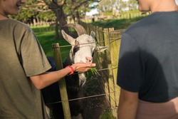 kids feeding a goat on green grass in a farmyard or on a lawn, countryside or village environment, contact zoo or wildlife enclose. High quality photo