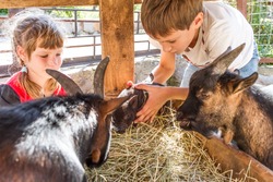 two kids - boy and girl - taking care of domestic animals on farm