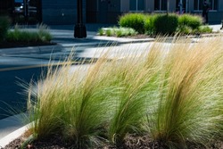 Ornamental feather reed grass along a city street with a green airy feel and a shallow depth of field
