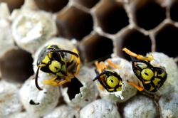 Yellow-jacket Wasps emerging from eggs, West Virginia, USA