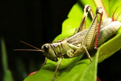 Red-legged Locust, Melonoplus femur-rebrum, on Zinnia 