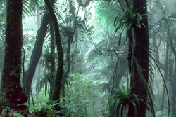 Puerto Rico, El Yunque National Forest, tropical rainforest and mist