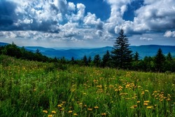 Summer flowers blow in the cooling breeze at the Big Spruce Overlook along the Highland Scenic Highway, a National Scenic Byway, Pocahontas County, West Virginia, USA