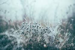 Frozen grass on meadow in autumn mist. Plants for abstract natural background.Autumn hoarfrost.