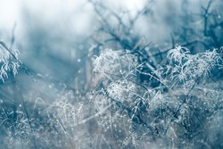 Frozen grass on meadow in autumn mist. Plants for abstract natural background.Autumn hoarfrost.