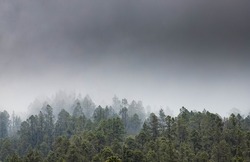 nature background misty pine trees
