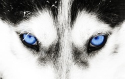 Close up on blue eyes of a husky dog
