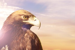 Portrait of Golden eagle (Aquila chrysaetos) on sunset sky background