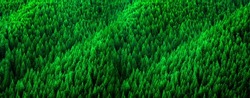 Forest of pine trees in wilderness mountains rugged lush green forrest