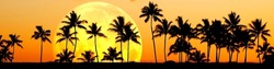 Tropical Palm Trees silhouette silhouetted by sunrise or sunset