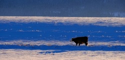 Single one Cow feeding in a snowy field in cold winter wintertime
