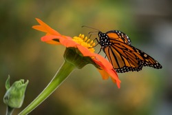 Monarch butterfly pollinating flowers in the summer day, soft background