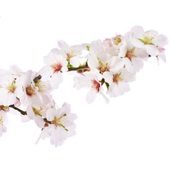 The almond tree pink flowers with branch isolated on white background.