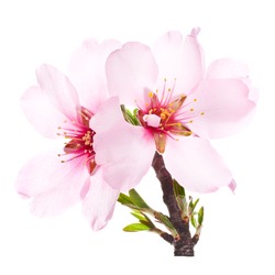pink almond blossoms on a branch close-up. isolated on white background