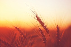 Golden ears of wheat on the field in sunlight. Macro image.