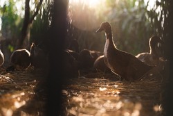 agriculture duck farm concept, nature field of animal farm with duck bird and goose living outdoor in natural background, flock group of duck in cage