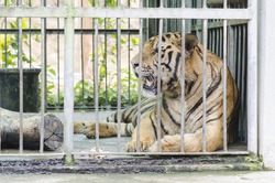 Bengal Tiger in captivity