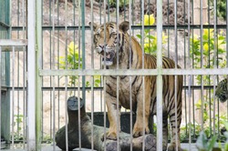 Bengal Tiger in captivity