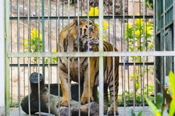 bengal tiger in cage