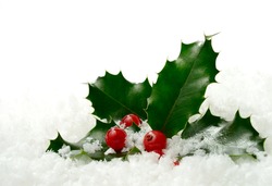 Studio macro of fresh holly leaves and berries in soft snow. Copy space.