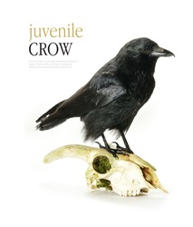 Studio image of a juvenile Crow (Corvus corone) perched on a goat's skull  against a white background. Copy space.