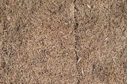 Dry brown lifeless grass texture background. Close-up