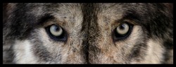 wolf eyes close up 