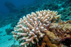 Coral reef with great Acropora coral (Scleractinia) at the bottom of tropical sea, underwater lanscape