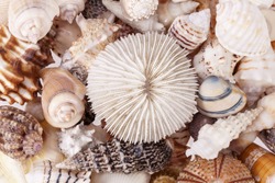 background of various kind of seashells, close up.