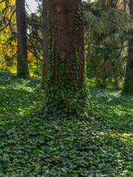 Ivy covering ground and creeping up the trees in a park