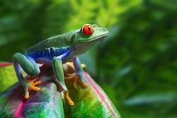 A colorful Red-Eyed Tree Frog in its tropical setting.