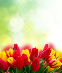 Red and yellow fresh tulip flowers over green garden background