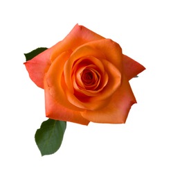 one orange rose close up  isolated on white background